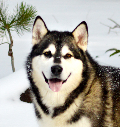 Custom Simplified Illustration of Your Dog - Wood-Burned on Cork Hat - Alaskan Malamute and Siberian Husky